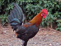 Yuba City - Rooster 1